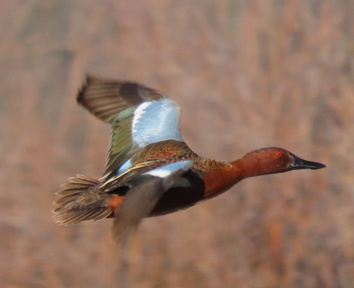 Cinnamon Teal - BEN BAILEY