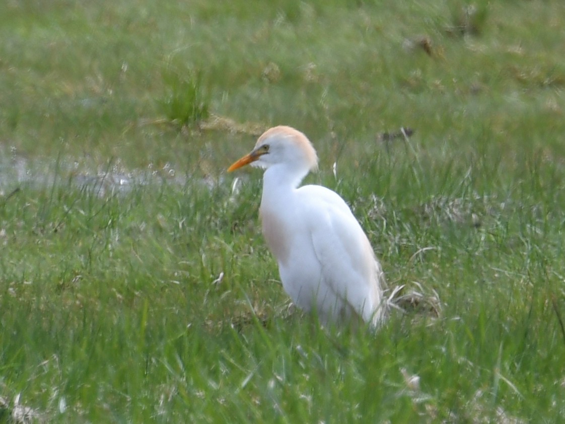 Western Cattle Egret - Martin Bourbeau