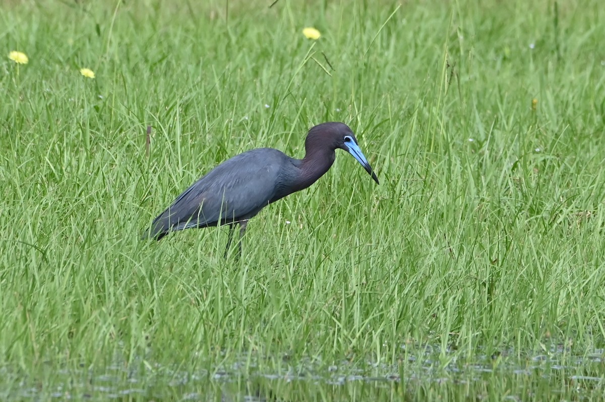 Little Blue Heron - Jim Highberger