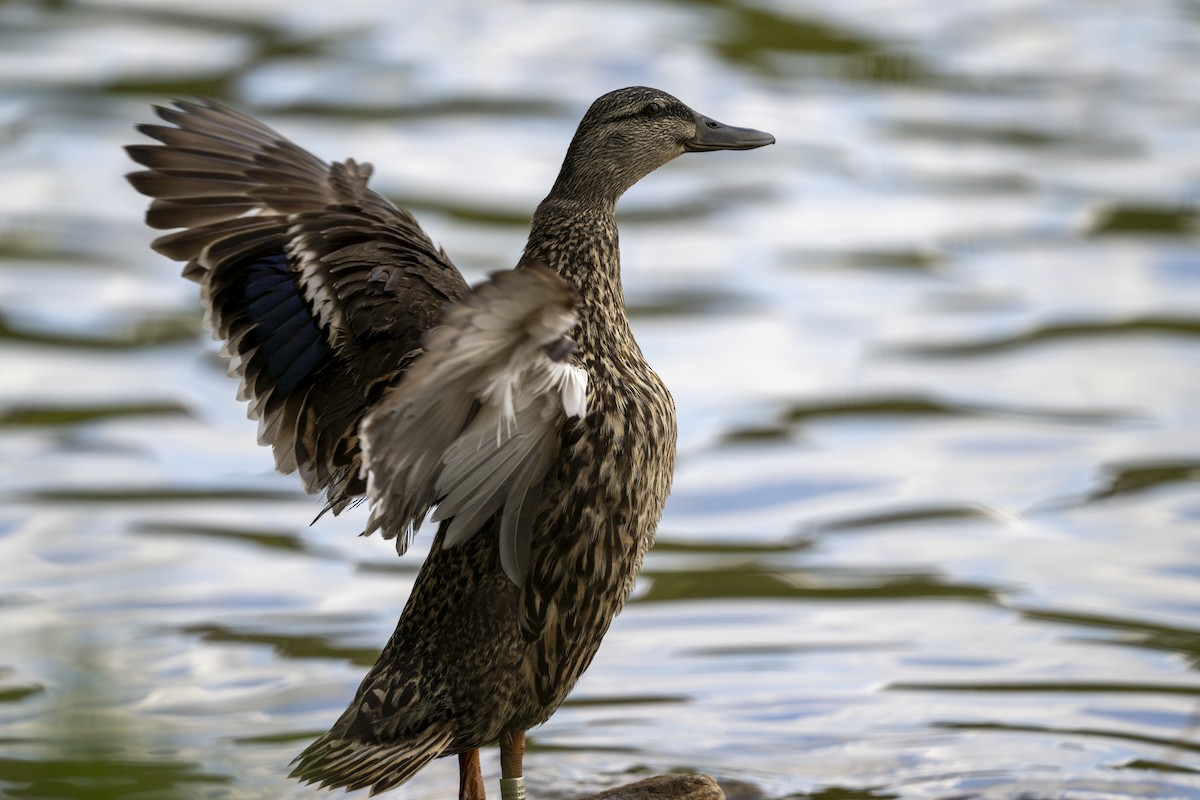 Mallard (Domestic type) - ML618234173