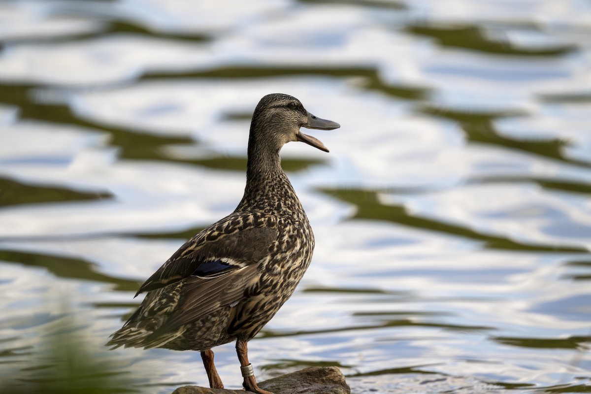 Mallard (Domestic type) - ML618234174