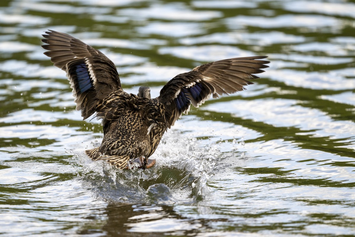 Canard colvert (forme domestique) - ML618234175