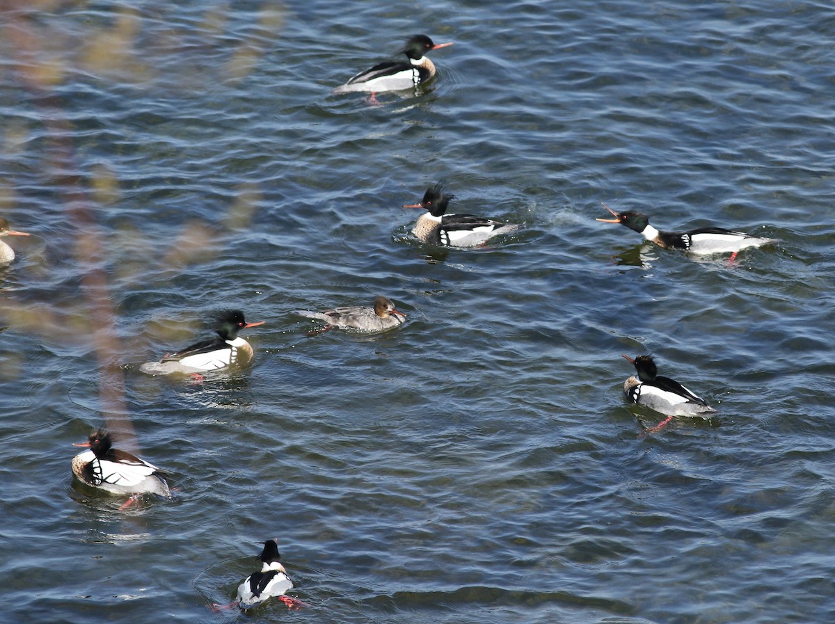 Red-breasted Merganser - Kennedy Sullivan