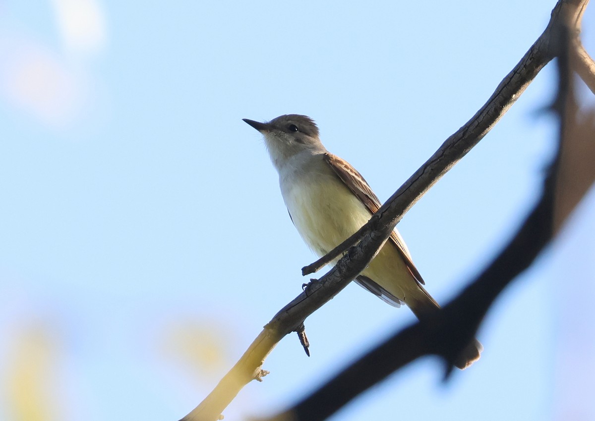 Ash-throated Flycatcher - Matthew Grube