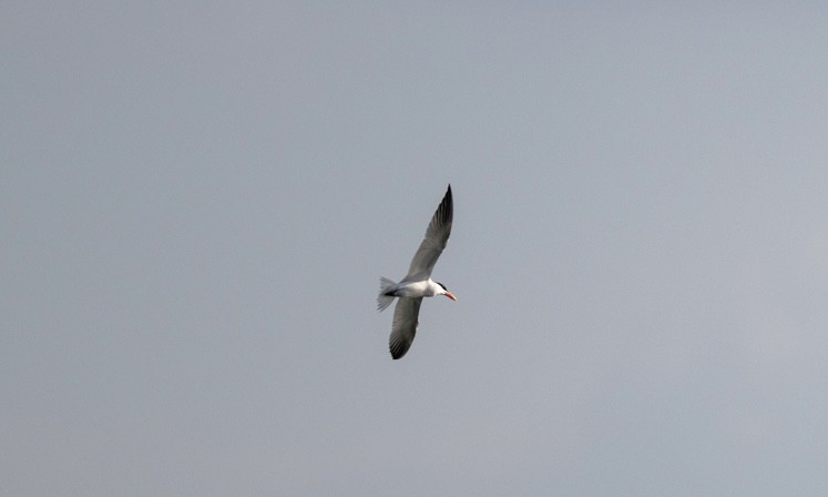 Caspian Tern - ML618234191