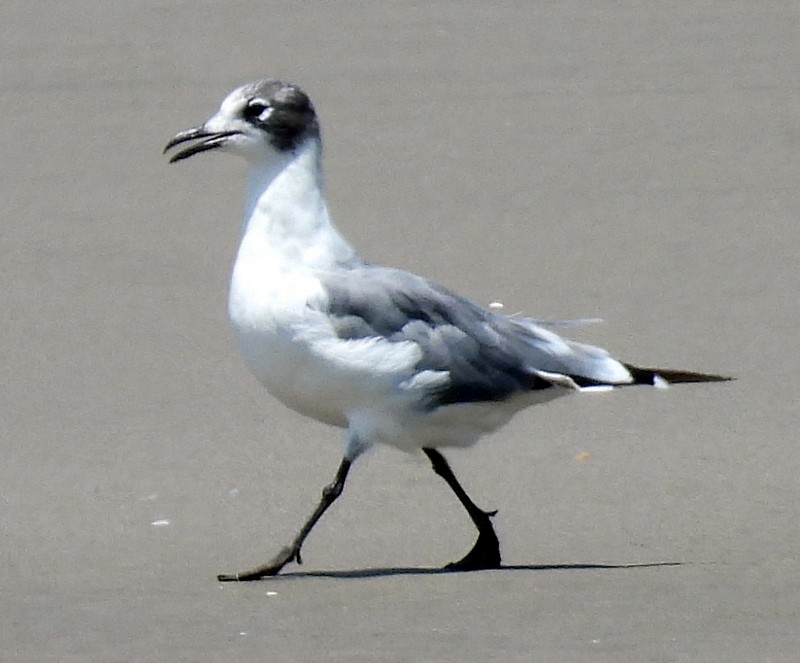 Franklin's Gull - Bill Fox