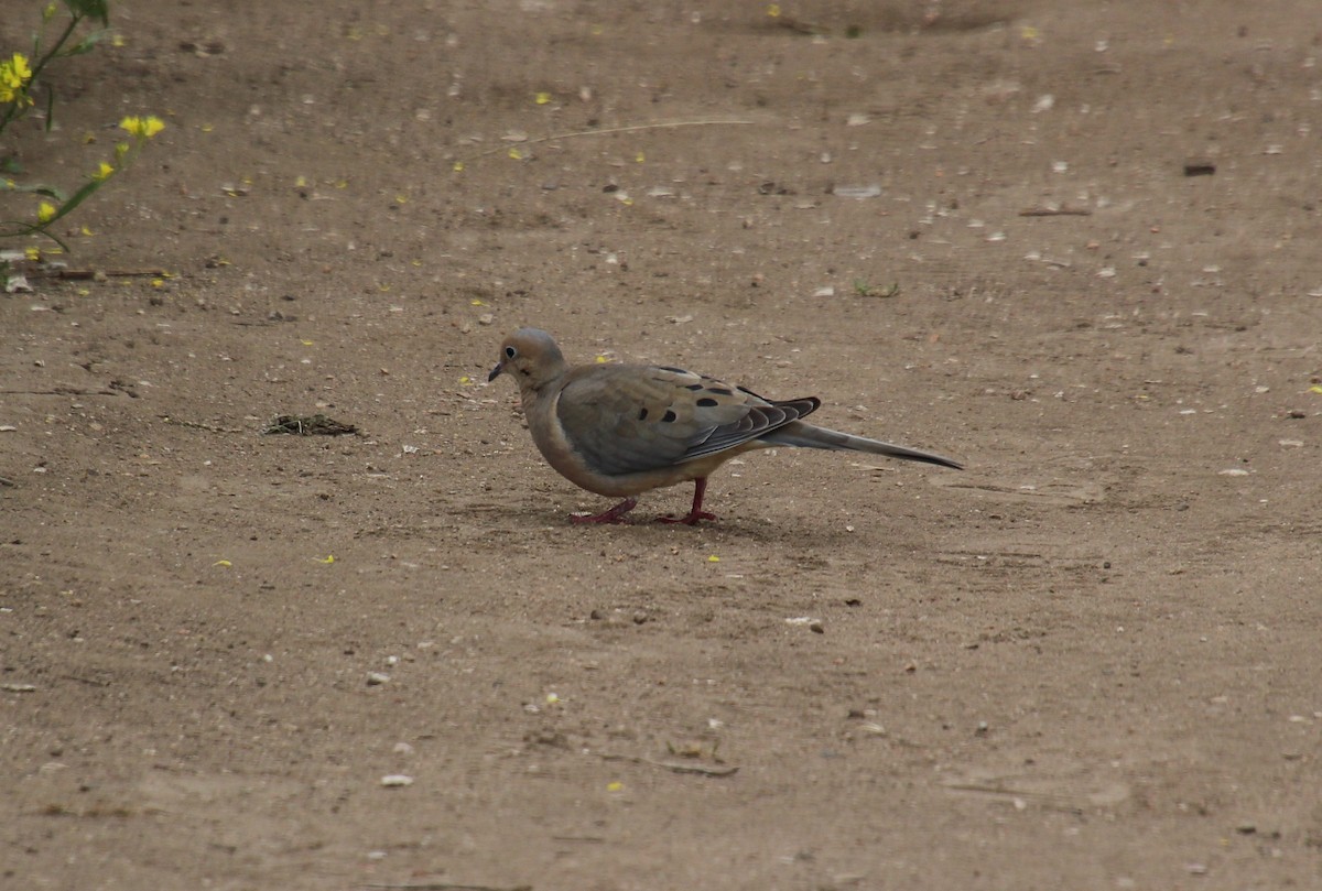 Mourning Dove - ML618234209