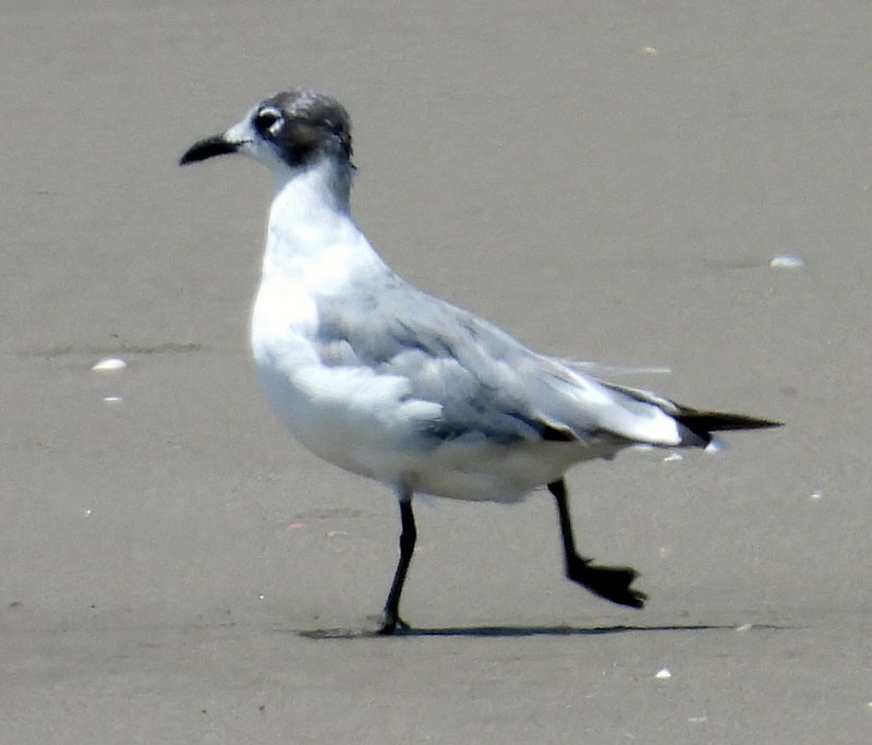 Franklin's Gull - Bill Fox