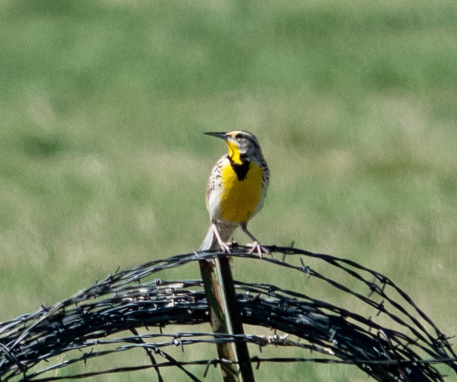 Western Meadowlark - ML618234217