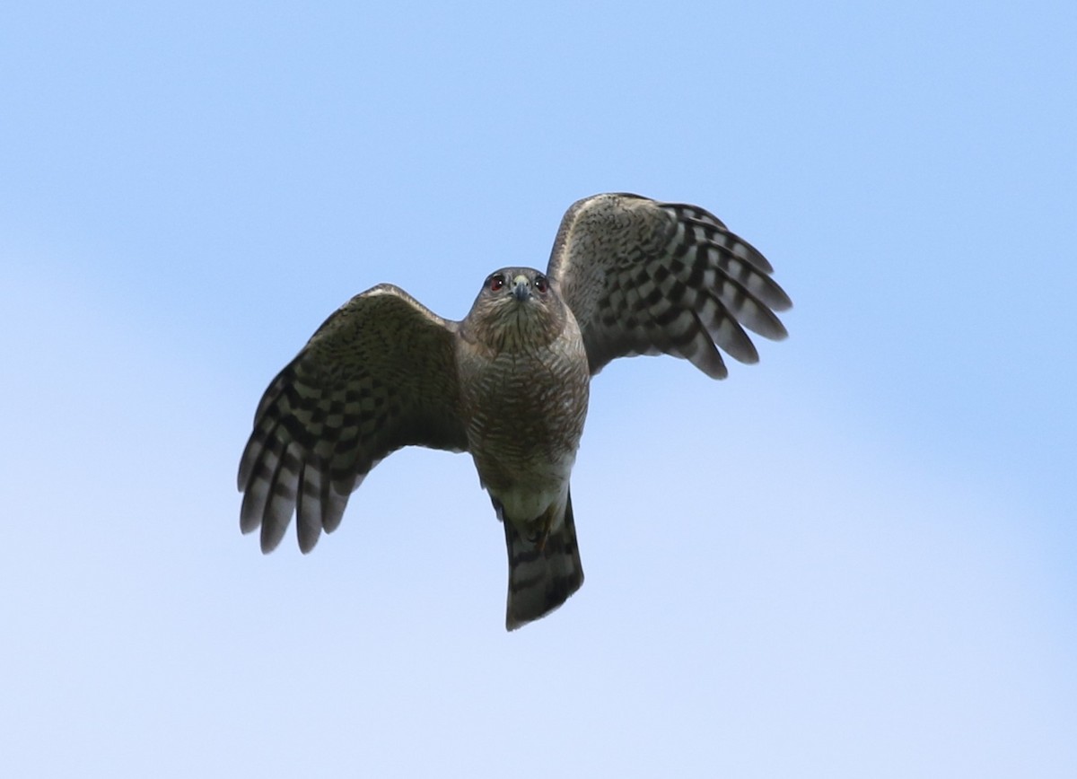 Sharp-shinned Hawk - Kennedy Sullivan