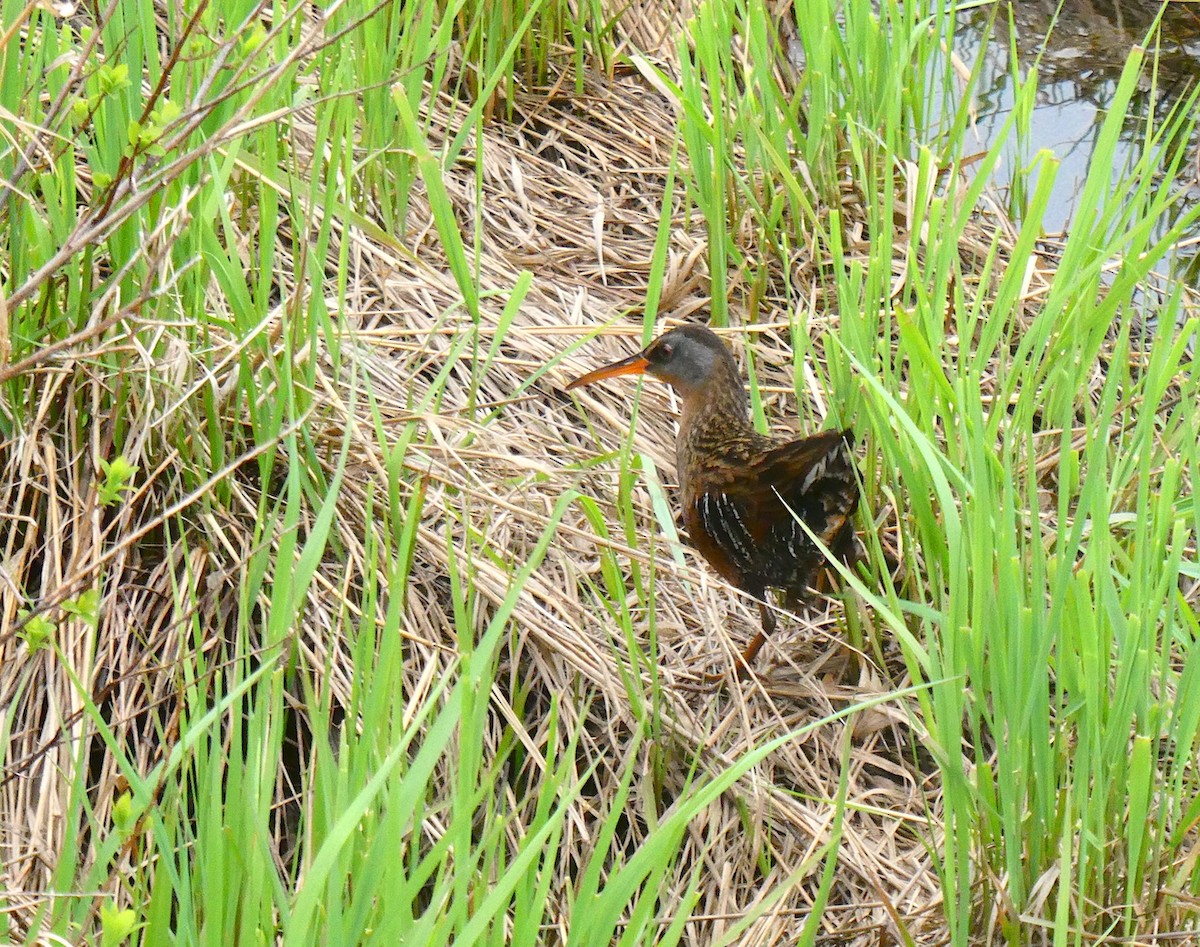 Virginia Rail - Scott Graber