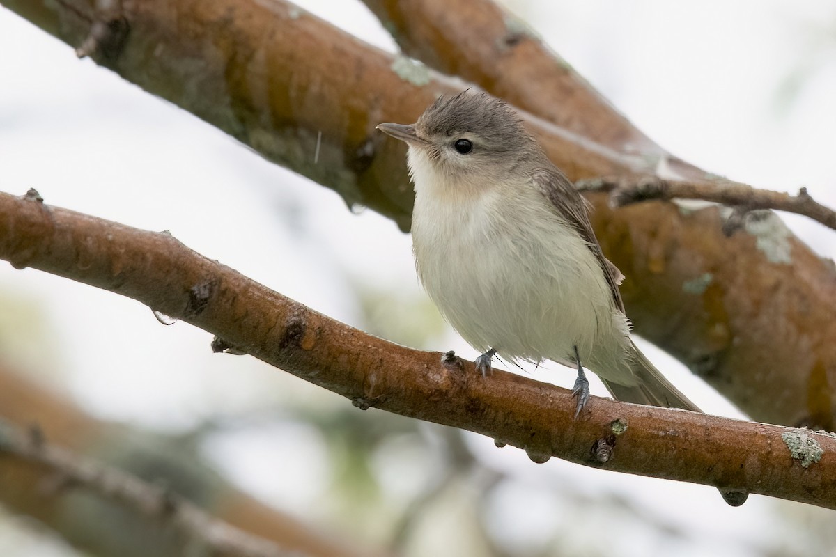 Warbling Vireo - Sue Barth