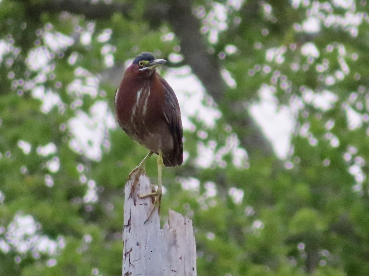Green Heron - ML618234248