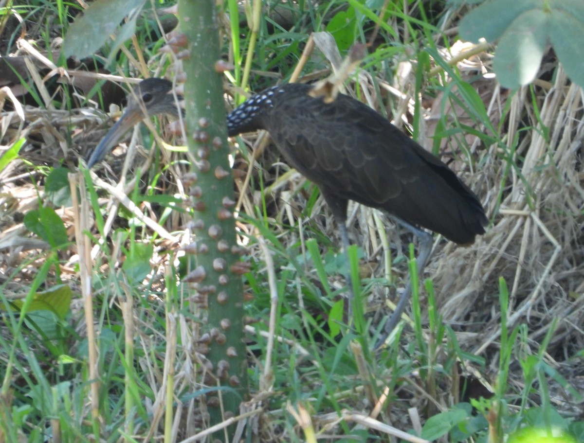 Limpkin - ML618234256