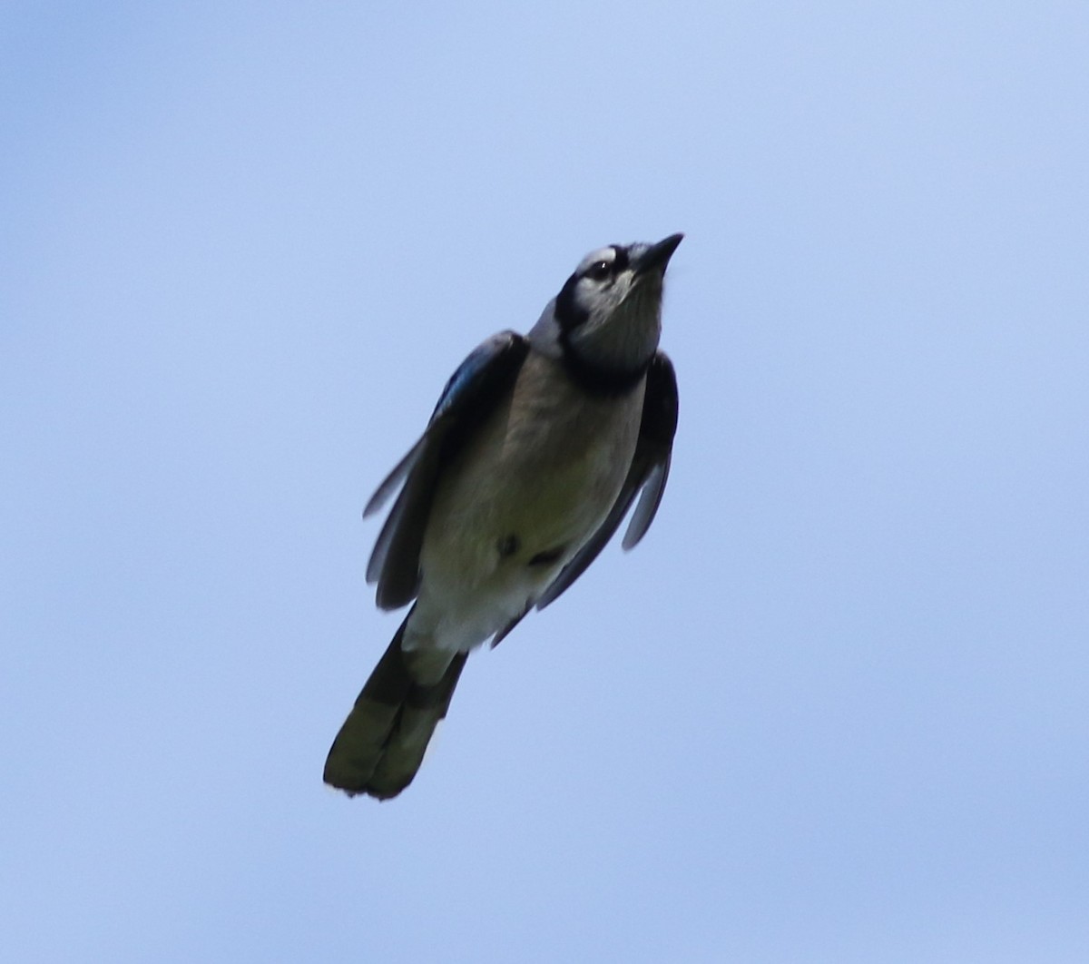 Blue Jay - Kennedy Sullivan