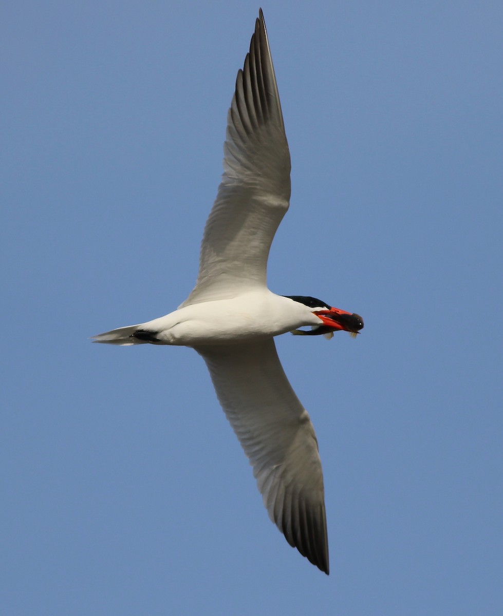 Caspian Tern - Brian Miller