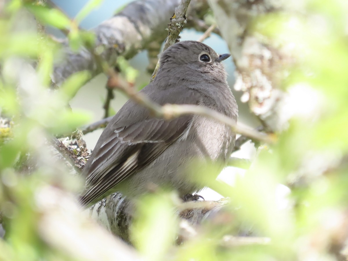 Townsend's Solitaire - Merlyn (J.J.) Blue