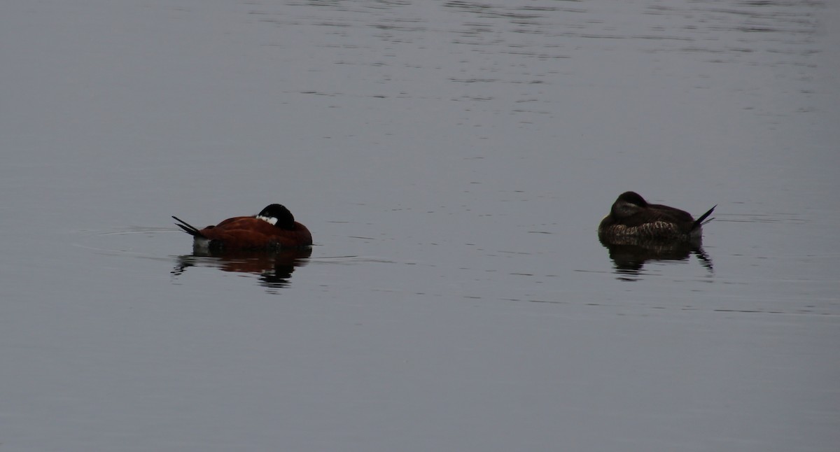 Ruddy Duck - ML618234269