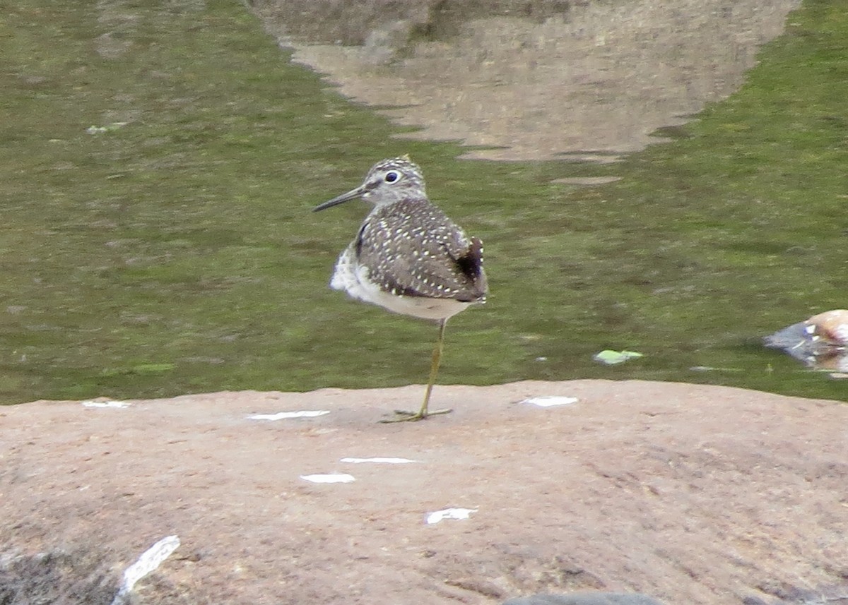 Solitary Sandpiper - ML618234281