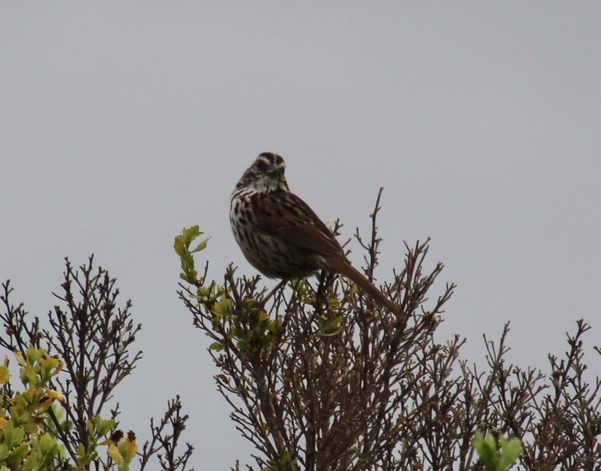 Song Sparrow - Brenda Andrews