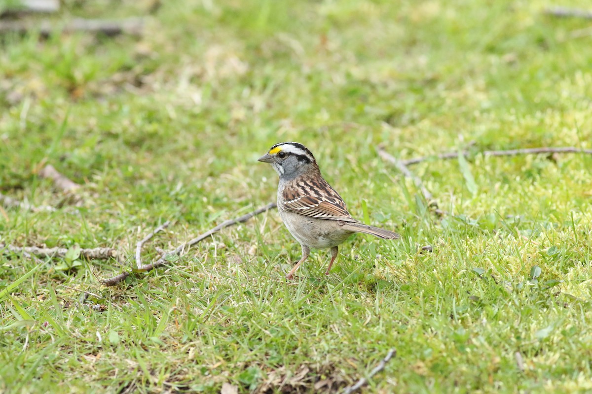 White-throated Sparrow - Kennedy Sullivan