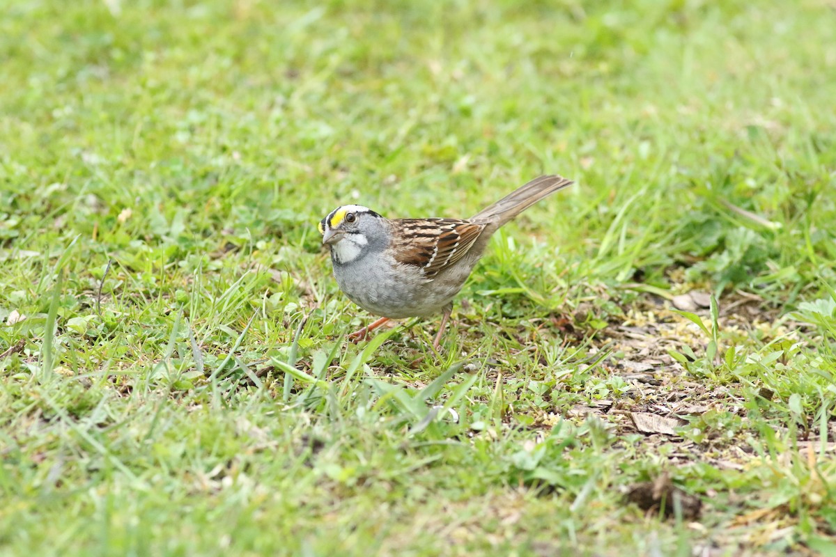 White-throated Sparrow - Kennedy Sullivan