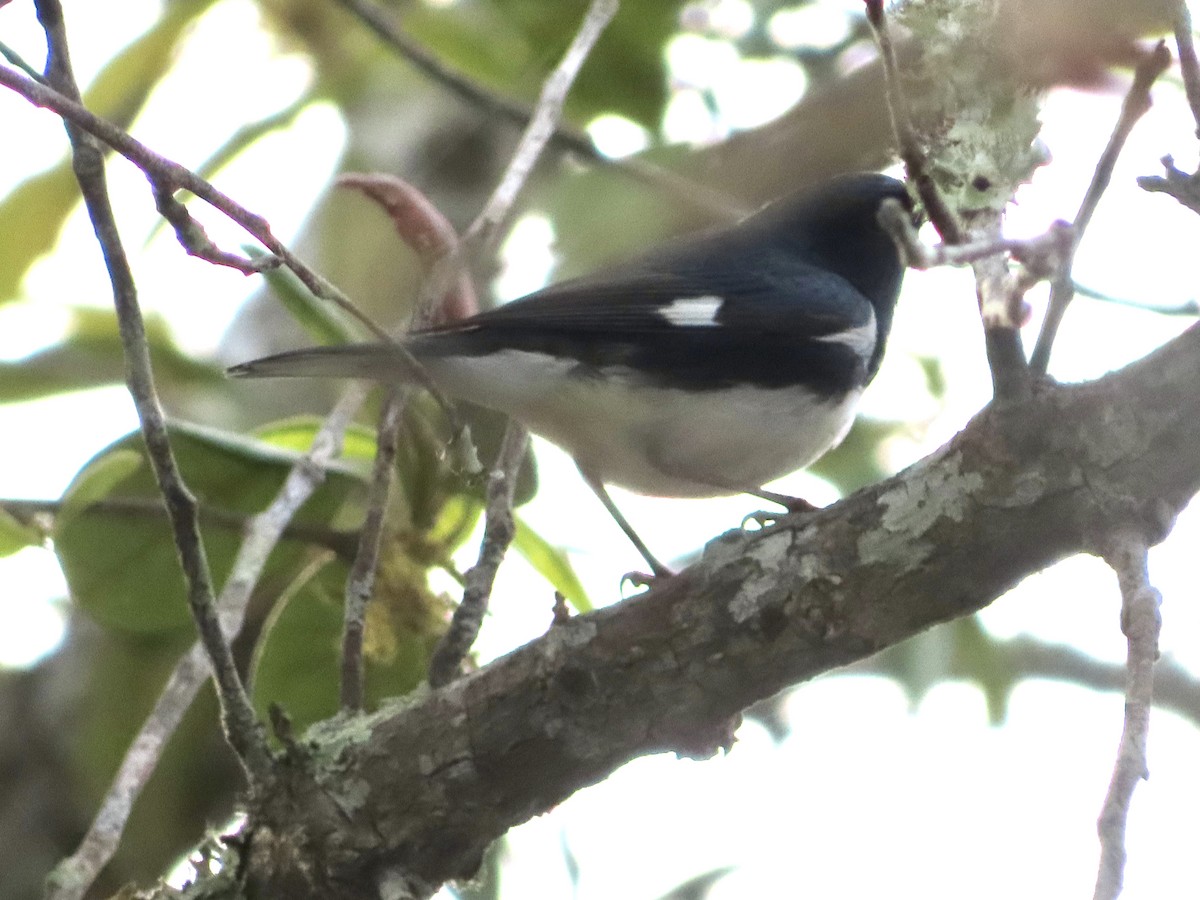 Black-throated Blue Warbler - ML618234297