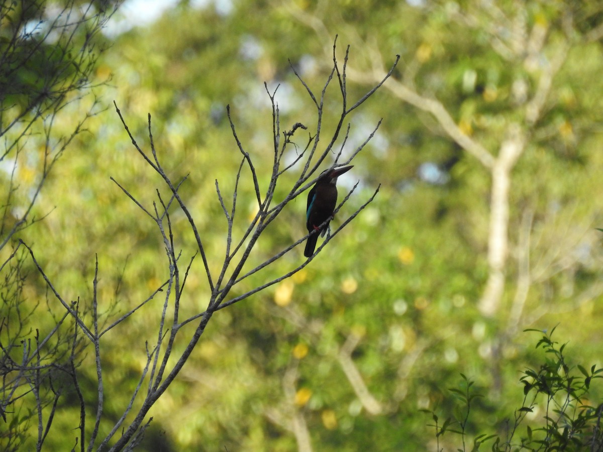 Brown-breasted Kingfisher - Mark Stacy