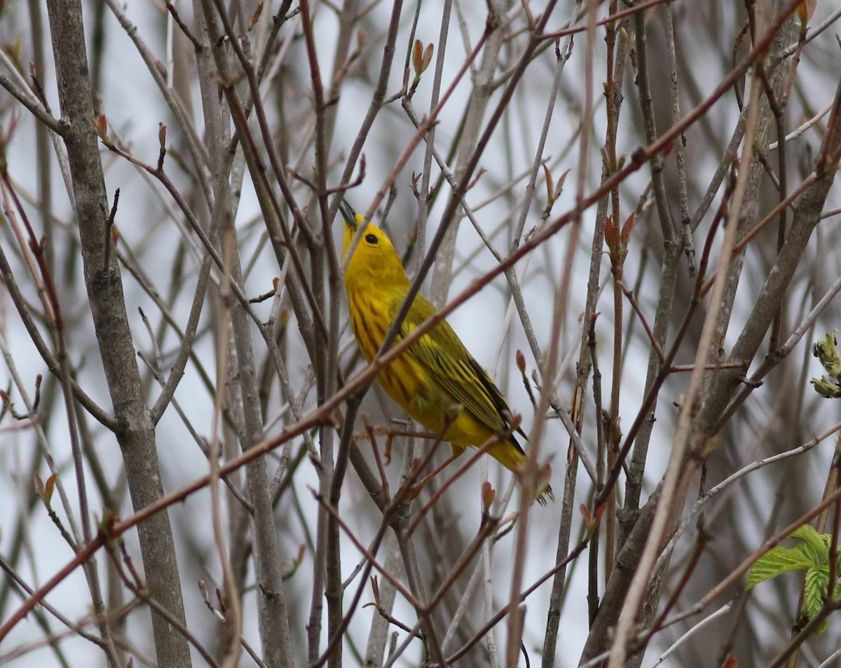 Yellow Warbler - Kennedy Sullivan