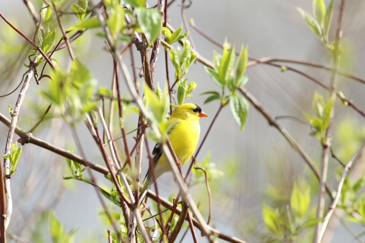 American Goldfinch - Kennedy Sullivan