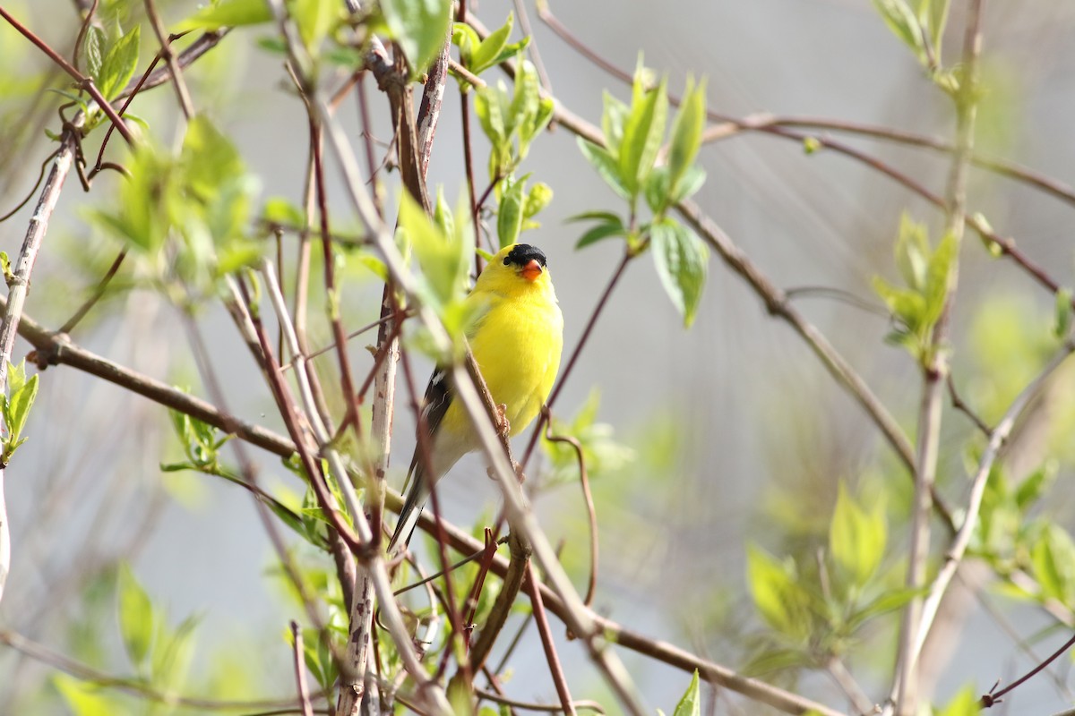 American Goldfinch - Kennedy Sullivan