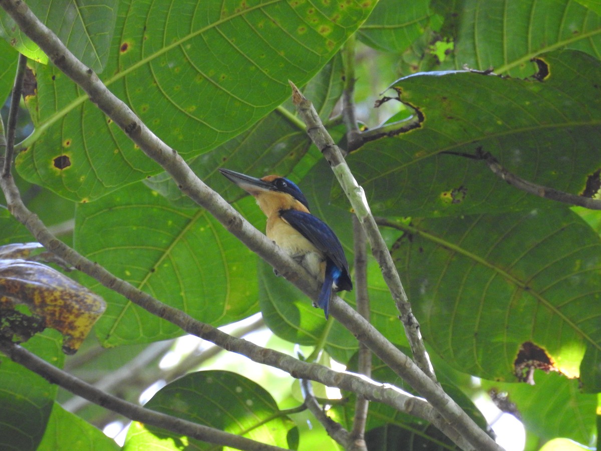 Rufous-lored Kingfisher - ML618234336