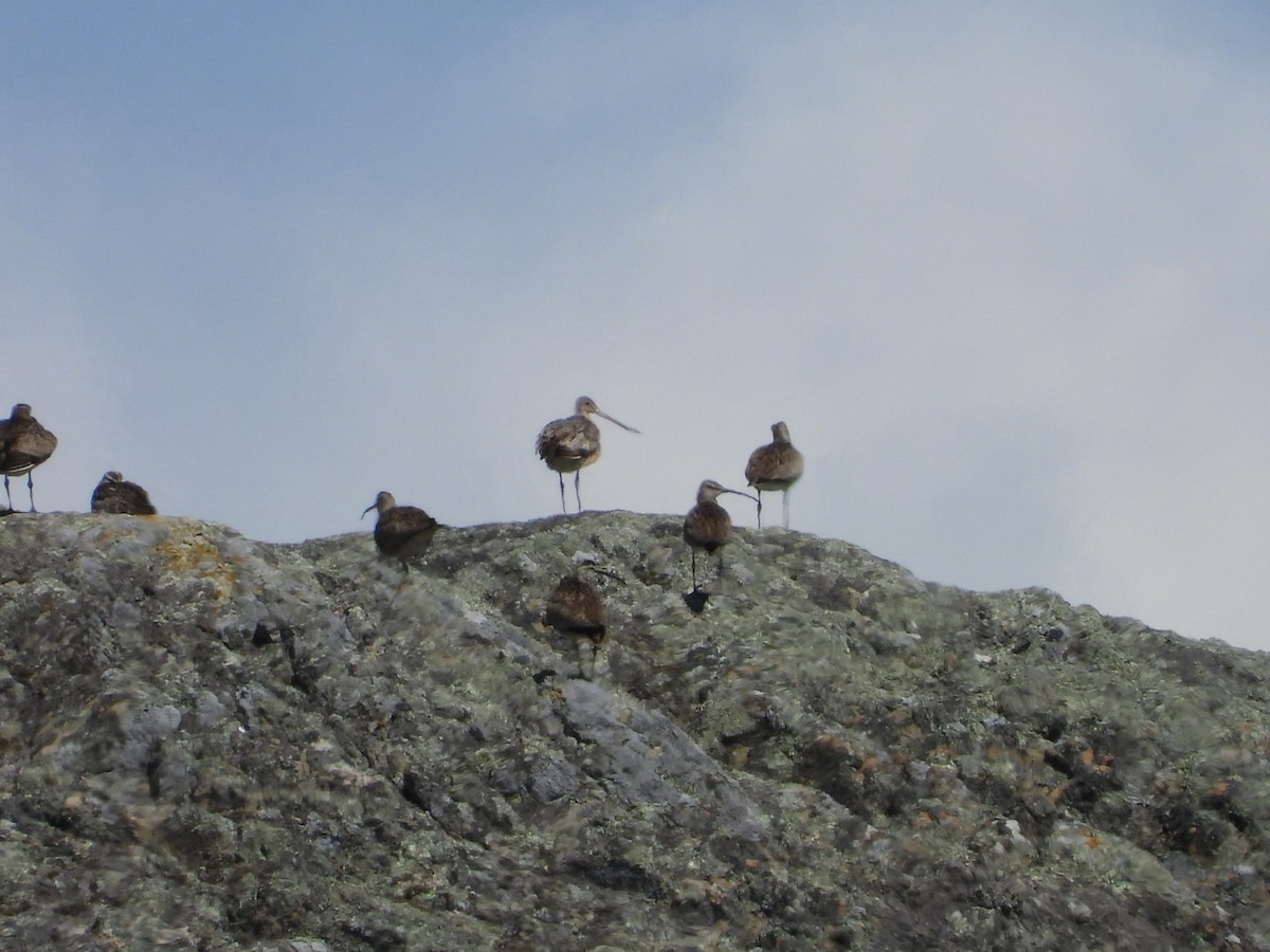 Marbled Godwit - ML618234346