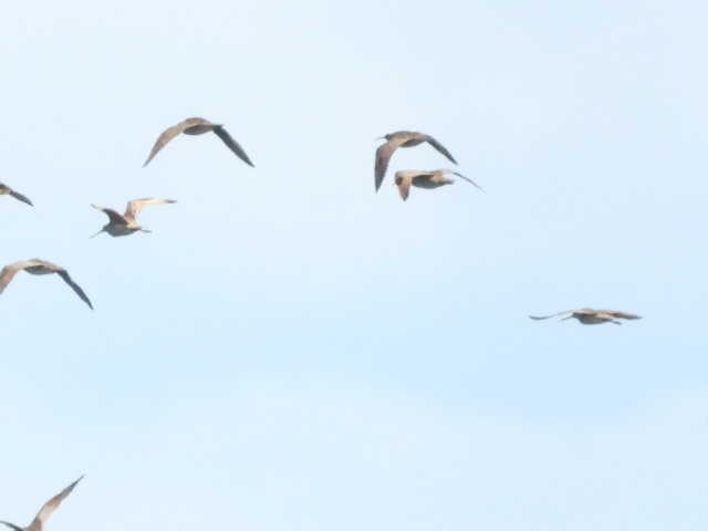 Marbled Godwit - ML618234347