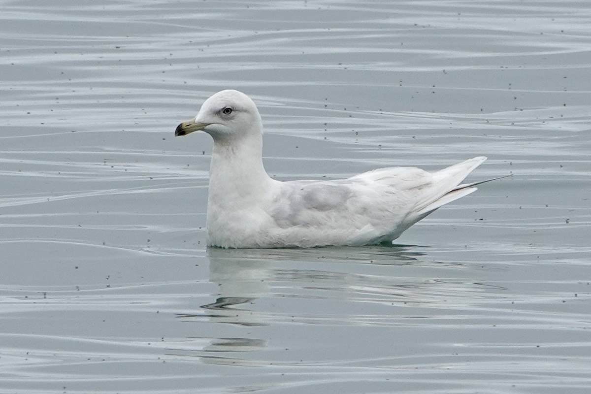 racek polární (ssp. kumlieni) - ML618234355