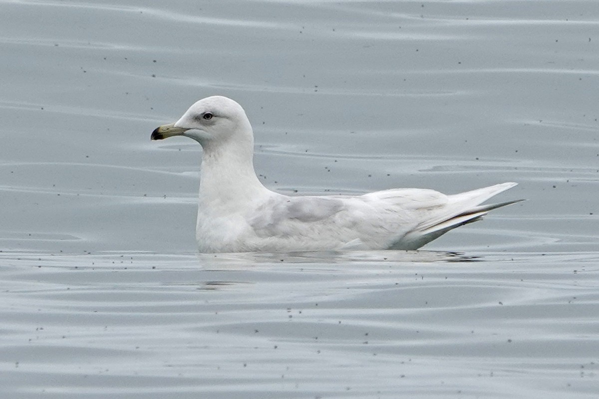 Iceland Gull (kumlieni) - ML618234356