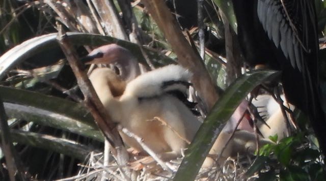 Laughing Gull - Vern Tunnell