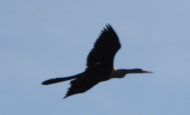 Double-crested Cormorant - Vern Tunnell