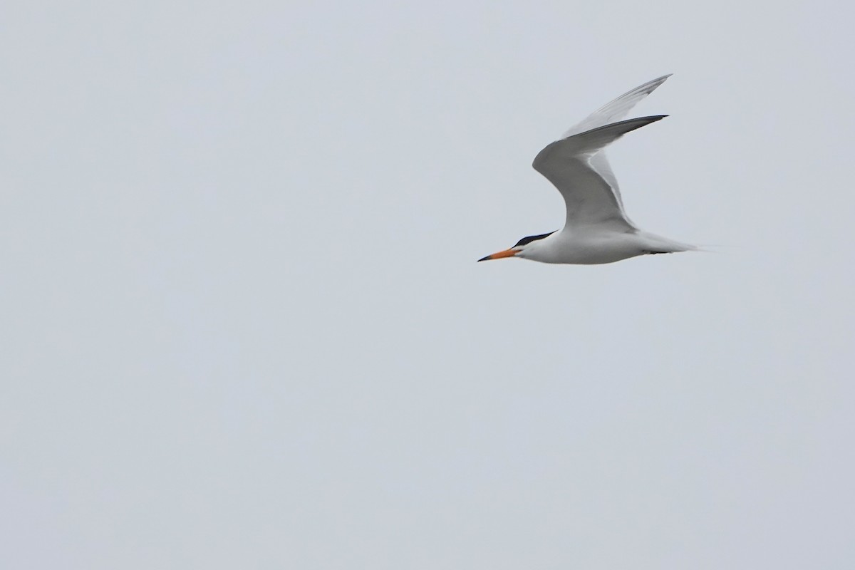 Chinese Crested Tern - ML618234423