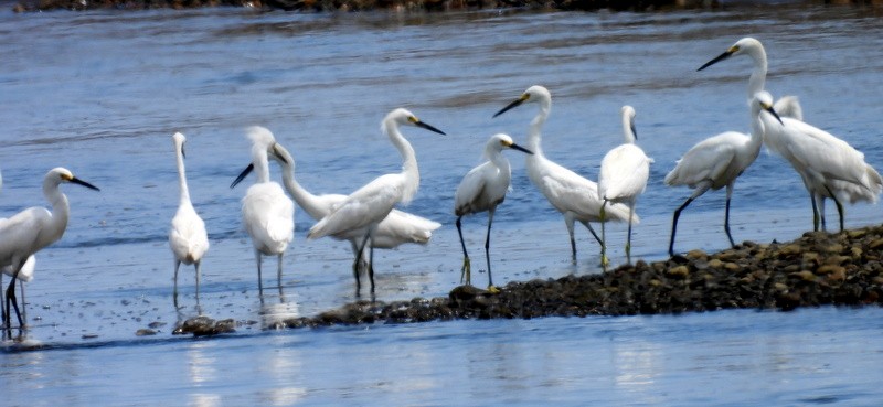 Snowy Egret - ML618234424