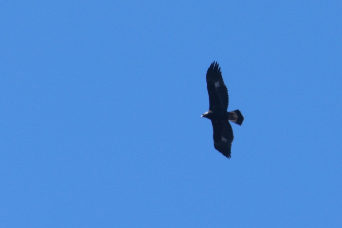 イヌワシ - ML618234426