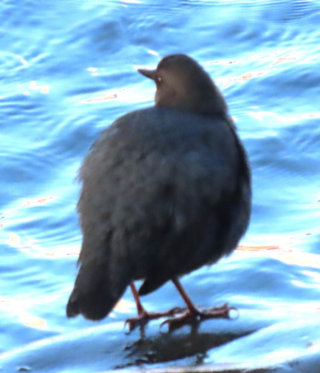 American Dipper - BEN BAILEY