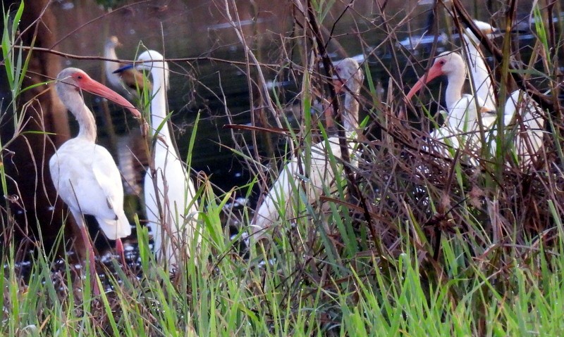 White Ibis - Bill Fox