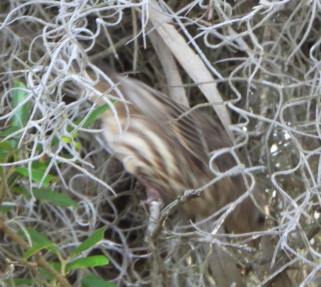 House Finch - ML618234457