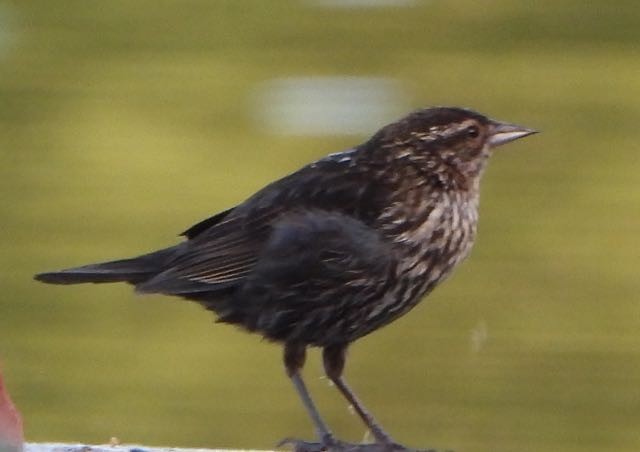 Red-winged Blackbird - Vern Tunnell