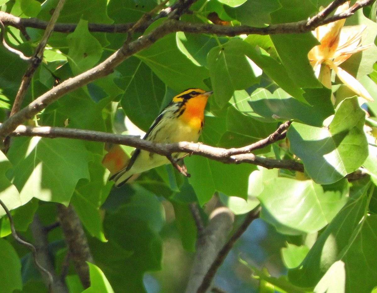 Blackburnian Warbler - Jim Varner