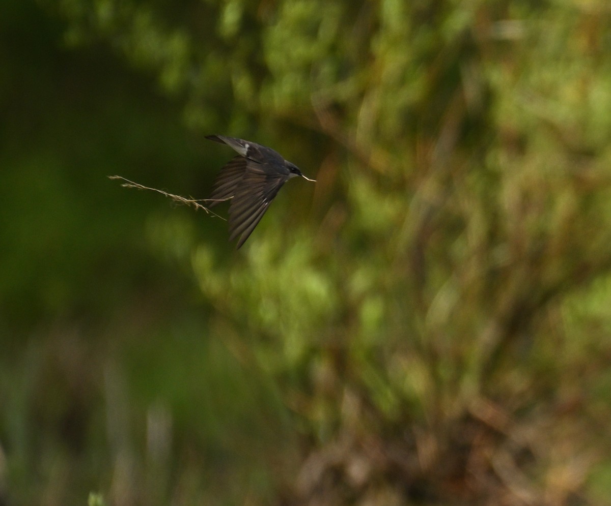 Tree Swallow - Rod McLatchy