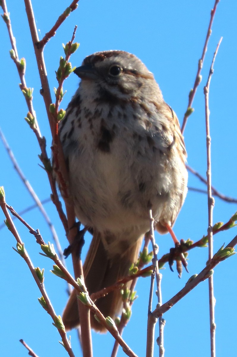 Song Sparrow - BEN BAILEY