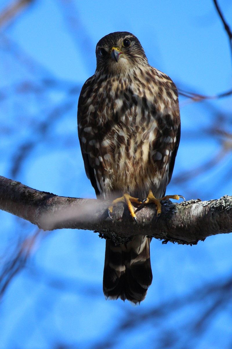 Merlin - François Maltais