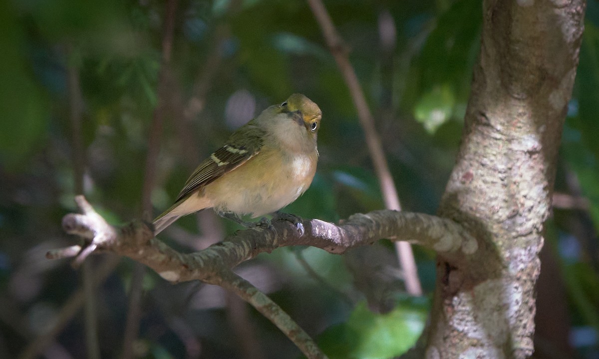 White-eyed Vireo - Stephen Mann